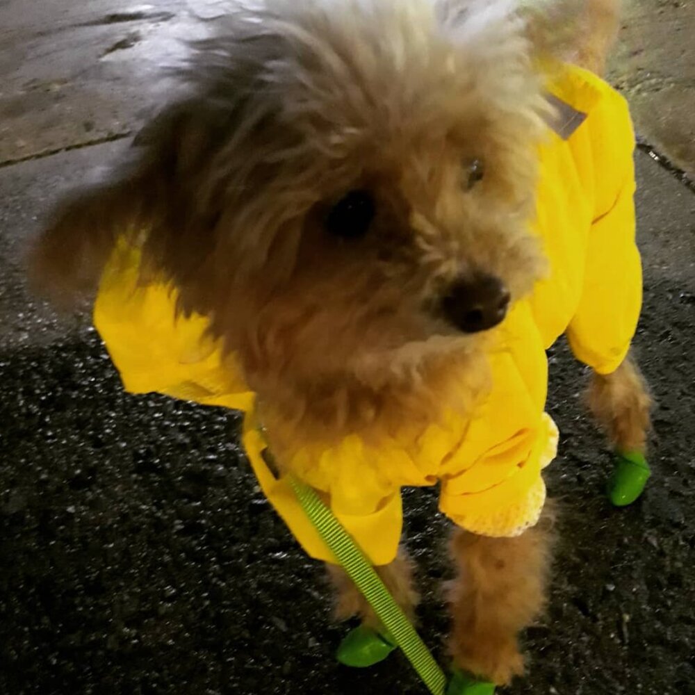 🐩 Clothes and Accessories for Dog Size S or XS - Post 1 of 2 - Picture 13 of 16